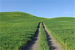 Tracks through Wheat Fields in Spring, near Ronda, Malaga Province, Andalusia, Spain