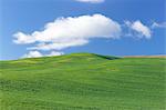 Wheat Field near Ronda, Malaga Province, Andalusia, Spain