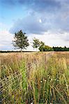 Reihe von Bäumen mit Zaun im Feld, Cotswolds, Gloucestershire, England