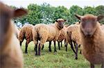 Herde von Shetland Schafe, Cotswolds, Gloucestershire, England