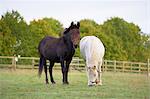 Braun Mule und weiße Pony Feld Cotswolds, Gloucestershire, England