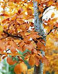 Gros plan de l'automne les feuilles, Cotswolds, Gloucestershire, Angleterre