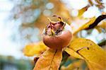 Mûrissement des fruits Persimmon japonais sur l'arbre d'automne, Cotswolds, Gloucestershire, Angleterre