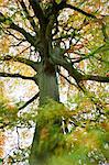 Beech Tree in Autumn, Cotswolds, Gloucestershire, England