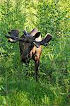 Bull Moose en forêt, Hesse, Allemagne