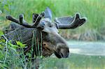 Close-up of Moose, Hesse, Germany