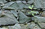 Sapling Growing in Stone Wall, Klein Auheim, Hanau, Main-Kinzig, Hesse, Germany