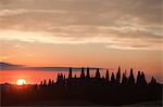 Cypress trees at sunset near Siena, Tuscany, Italy