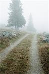 Mist Over Path, Sweden