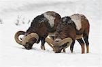 Mouflons in Winter, Germany