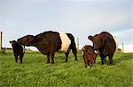 Banded Galloway Cows, Cotswolds, Gloucestershire, England