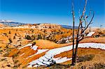 Arbre mort et paysage de grès, Parc National de Bryce Canyon, Utah, USA