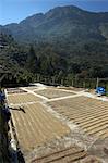 Drying Coffee Beans, Finca Vista Hermosa Coffee Plantation, Agua Dulce, Huehuetenango Department, Guatemala