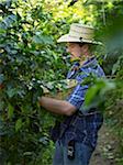 Propriétaire de plantation, cueillette des baies de café, Finca Vista Hermosa caféière, Agua Dulce, département de Huehuetenango, Guatemala