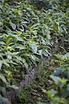 Kaffee Pflanze Setzling auf Plantage Finca Vista Hermosa, Huehuetenango, Guatemala