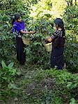 Guatemalan Girls Picking Coffee Cherries, Finca Vista Hermosa, Huehuetenango, Guatemala