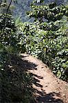 Sentier à travers les buissons, Finca Vista Hermosa, café Huehuetenango, Guatemala