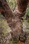 Eucalyptus arbre de tronc, Leura, les Blue Mountains, New South Wales, Australie