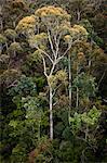 Vue de Bridal Veil Lookout, Leura, les Blue Mountains, New South Wales, Australie