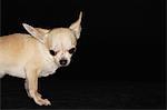 Chihuahua standing, looking down