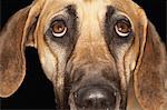 Brasilianische Dogge (Fila Brasileiro), close-up