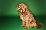 Otterhound sitting with tongue out