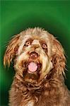 Otterhound, close-up