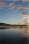 Surfeur et chien sur la plage, la plage Chesterman, Tofino, Vancouver Island, British Columbia, Canada