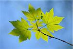 Maple Leaves, Aschaffenburg, Franconia, Bavaria, Germany