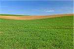 Corn Field, Reinheim, Darmstadt-Dieburg, Hesse, Germany