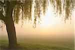 Weeping Willow, Aschaffenburg, Bavaria, Germany