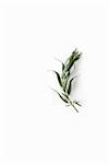 Sprig of Tarragon