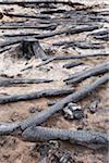 Burnt Logs in Forest, British Columbia, Canada