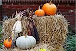 Pumpkins and Corn with Hay Bale