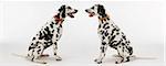 Two Dalmatians sitting, face to face