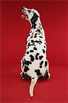 Dalmatian sitting, looking up, back view