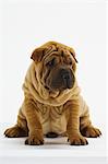 Shar-Pei