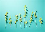 Plantes