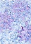 Fleurs dans l'eau