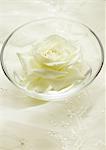 Rose blanche
