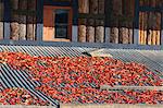 Chilischoten Trocknen auf einem Dach in Bhutan