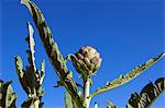 UK, England. Globe artichokes