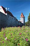 Estonia, Tallinn, Cosmos Flowers In Garden Outside Lower Town Wall