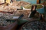 Ethiopia, Harar. Sacks of frankincense on sale in a Harar market.