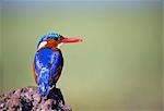 Ethiopia, Lake Awassa. A Malakite Kingfisher sits on a rock on the shores of Lake Awassa.