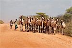 Ethiopia. A herd of camels being shepherded along a dusty red road just north of the Ethiopia/Kenya border.