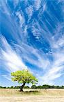 Baum und Wolken, Provence, Frankreich