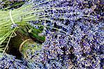 Lavender bundles for sale in Roussillon, Sault, Provence, France