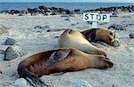 Three female sea lions sleep on the beach at Seymour Island in the Galapagos Islands,Ecuador.