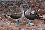 Galapagos Islands, Courtship ritual of Blue-footed boobies on North Seymour island.